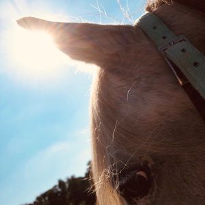 Meet your Posher, Isabella